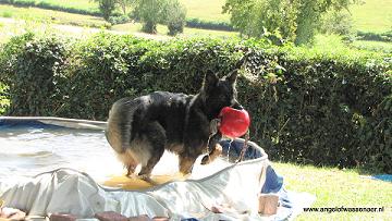 Aiki in het hondenzwembad